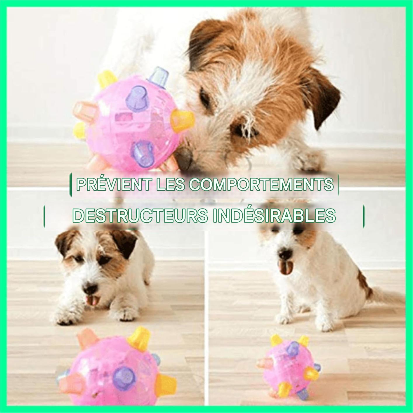 🐶🐾 Le Jouet Intelligent Qui Garde Votre Animal En Bonne Santé, Heureux Et Toujours Stimulé
