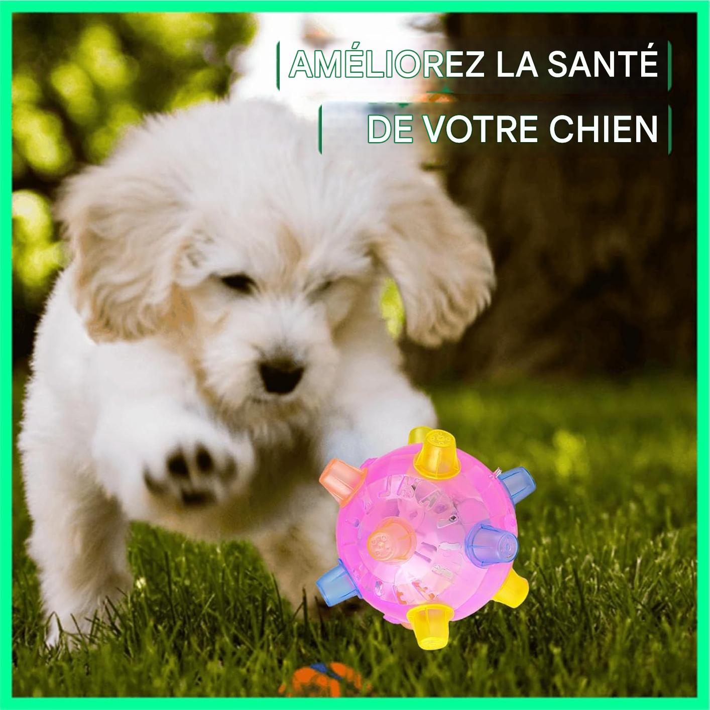 🐶🐾 Le Jouet Intelligent Qui Garde Votre Animal En Bonne Santé, Heureux Et Toujours Stimulé